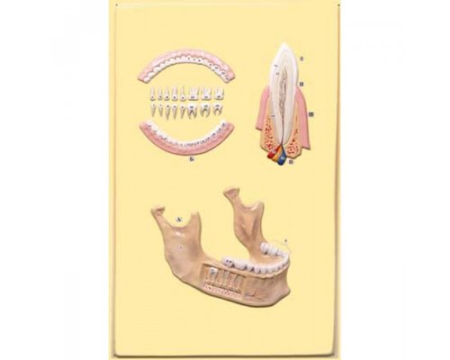 Модель барельефная "Челюсть человека"