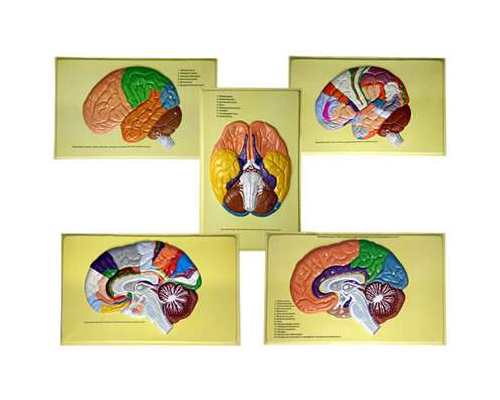 Модель барельефная "Доли, извилины, цитоархитектонические поля головного мозга" (5 планшетов)