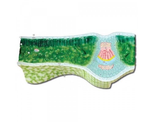 Модель барельефная "Клеточное строение листа"