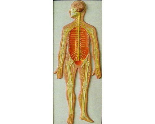 Модель барельефная "Нервная система человека"