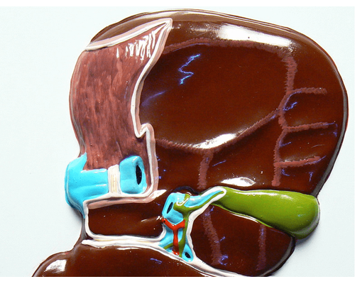 Модель барельефная "Печень" (висцеральная поверхность)