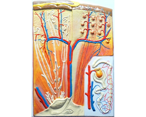 Модель барельефная "Почка" (макро-микростроение)