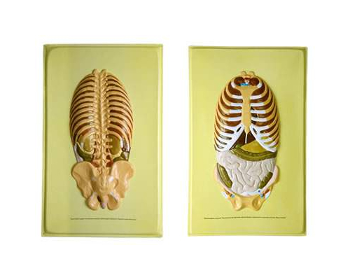 Модель барельефная "Расположение органов брюшной полости" (2 планшета)