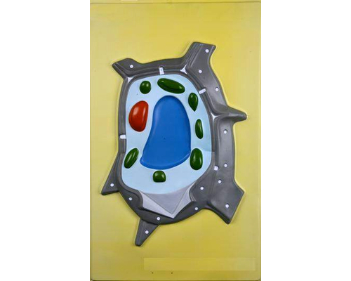 Модель барельефная "Растительная клетка"