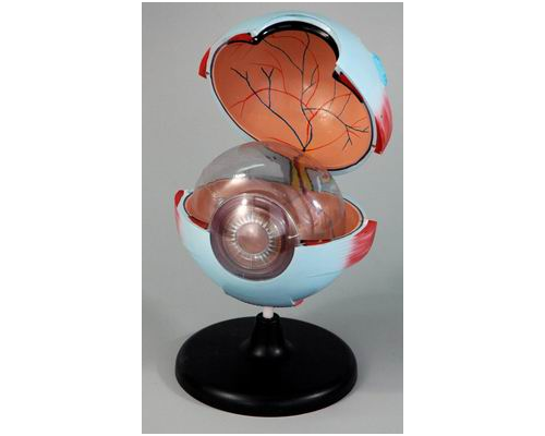 Модель барельефная "Строение глаза"