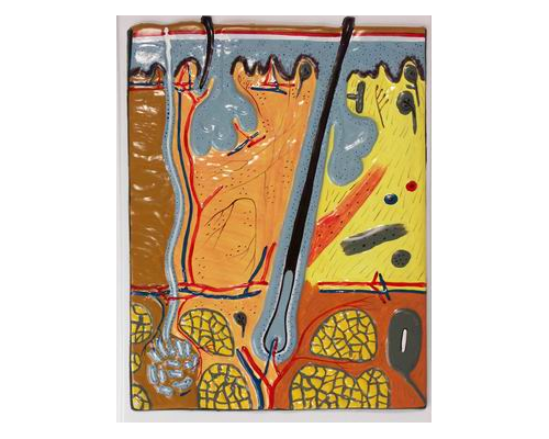 Модель барельефная "Строение кожи"