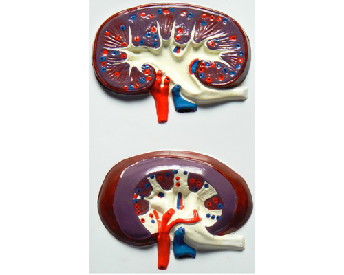 Модель барельефная "Строение почки"