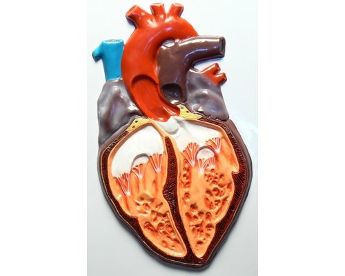 Модель барельефная "Строение сердца человека"