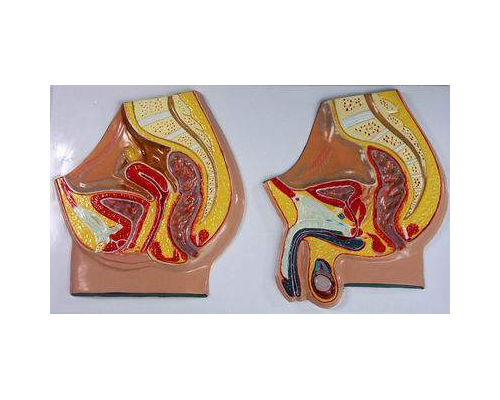 Модель барельефная "Таз мужской и таз женский"