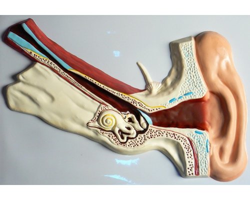 Модель барельефная "Ухо человека" (часть 1)