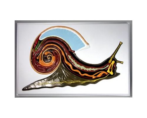 Модель барельефная "Внутреннее строение брюхоногого моллюска"