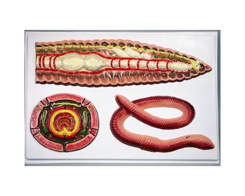 Модель барельефная "Внутреннее строение дождевого червя"
