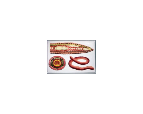 Модель барельефная "Внутреннее строение дождевого червя"