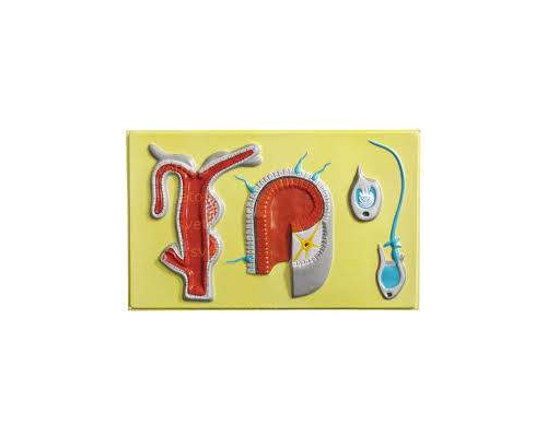 Модель барельефная "Внутреннее строение гидры"