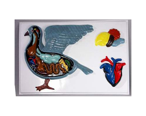 Модель барельефная "Внутреннее строение голубя"