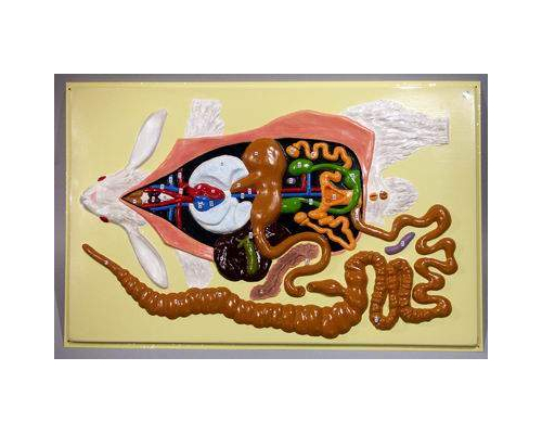 Модель барельефная "Внутреннее строение кролика"