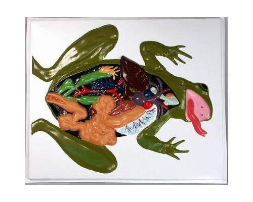 Модель барельефная "Внутреннее строение лягушки"