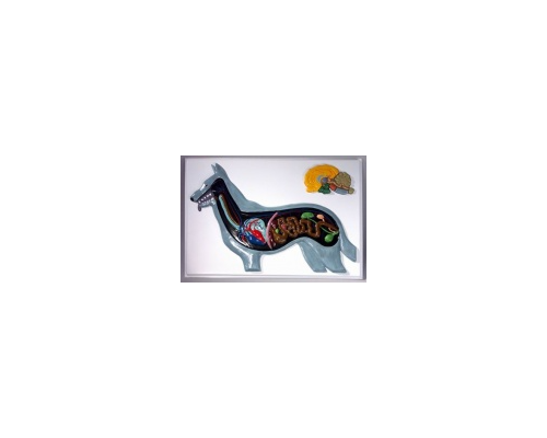 Модель барельефная "Внутреннее строение собаки"