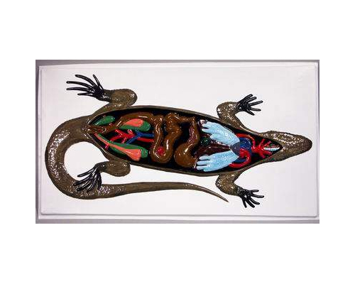 Модель барельефная "Внутреннее строение ящерицы"