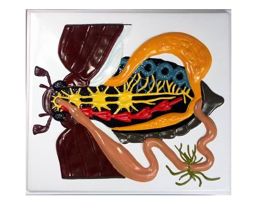 Модель барельефная "Внутреннее строение жука"