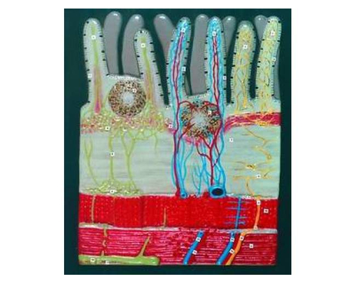 Модель барельефная "Ворсинка кишечная с сосудистым руслом"