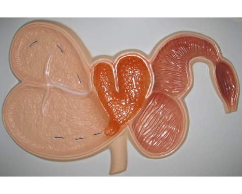 Модель барельефная "Желудок жвачного животного"