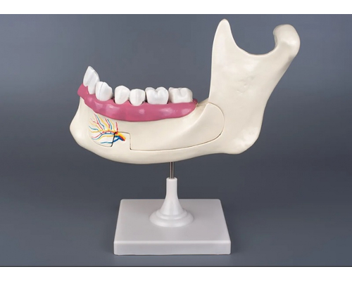 Модель "Челюсть разборная"