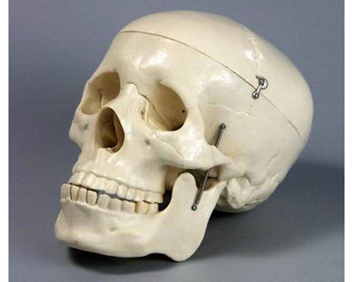 Модель "Череп" (белый)