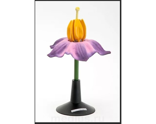 Модель "Цветок картофеля"