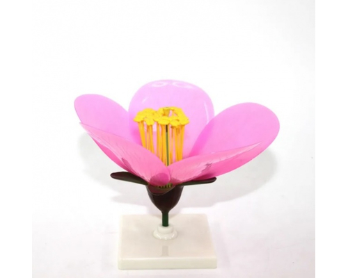 Модель "Цветок персика"