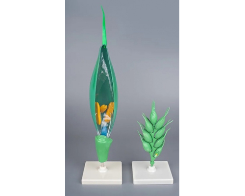 Модель "Цветок пшеницы"