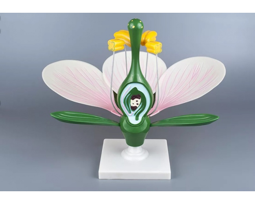 Модель "Цветок яблони"