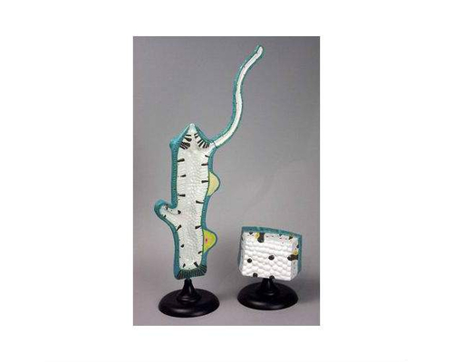 Модель "Гидра"