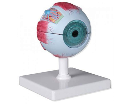 Модель "Глаз человека" (увеличенная)