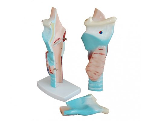 Модель гортань в разрезе