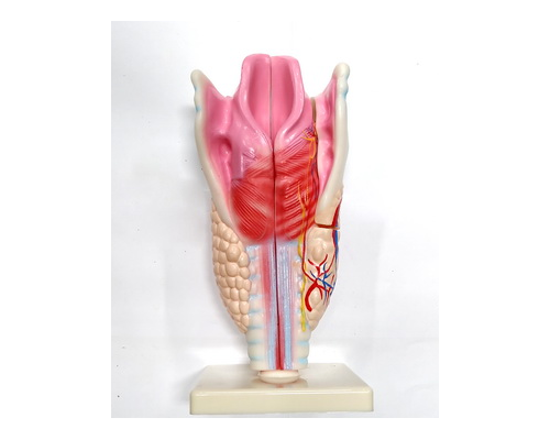 Модель "Гортань"