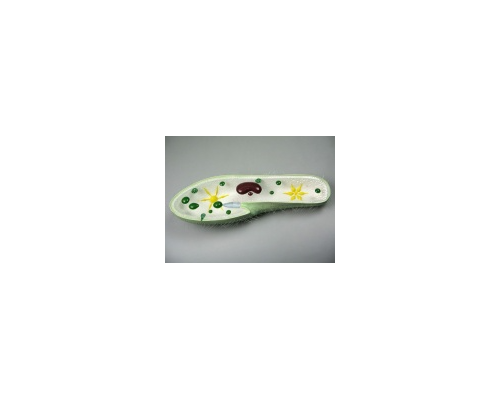 Модель "Инфузория-туфелька"