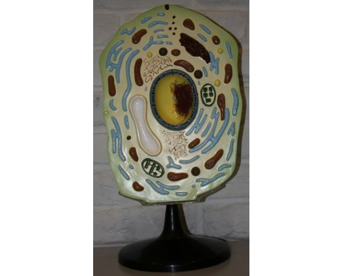 Модель "Клетка растения"