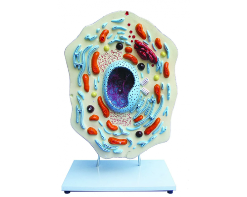 Модель "Клетка животного"