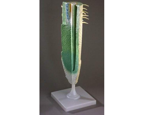 Модель "Корень растения"