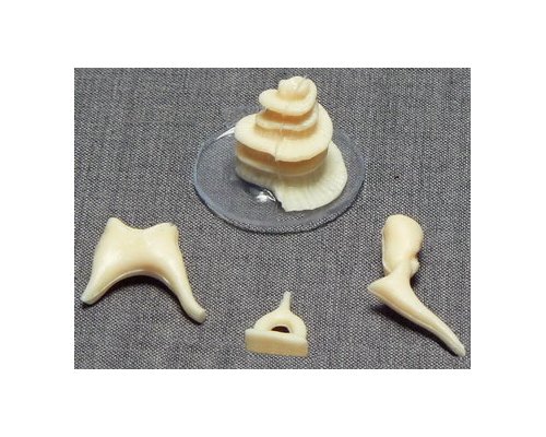 Модель "Косточки слуховые"