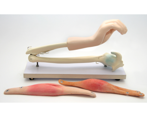 Модель "Локтевой сустав" (подвижная)