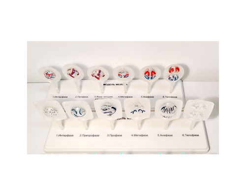 Модель "Митоз и мейоз клетки"