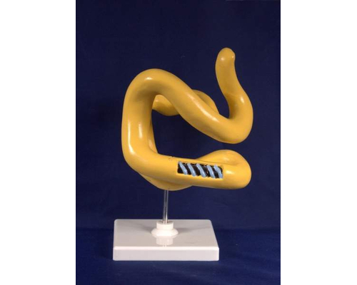 Модель "Молекула белка"