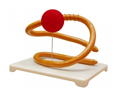 Модель молекулы белка