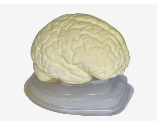 Модель "Мозг в разрезе" (белый)