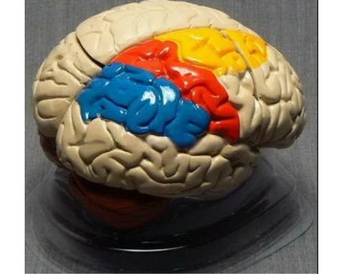 Модель "Мозг в разрезе"