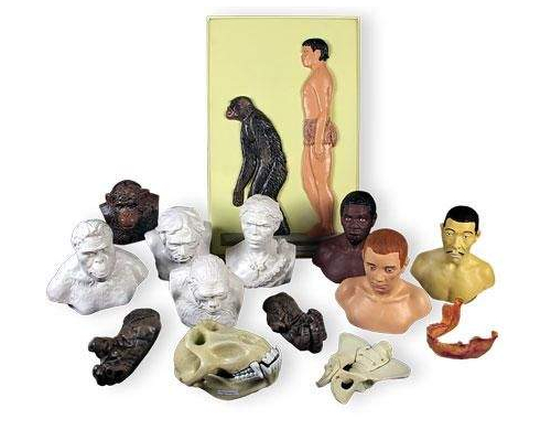 Модель "Набор палеонтологических находок. Происхождение человека"