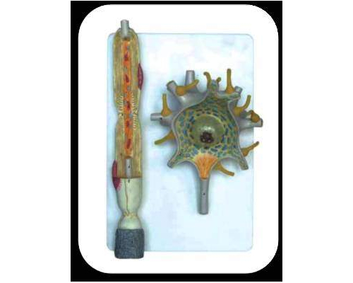 Модель "Нейрона"