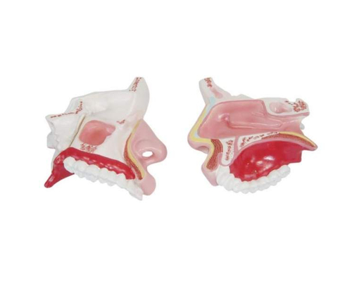 Модель носа в разрезе